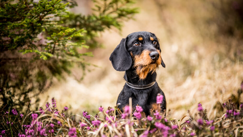 Wire hair weiner dog hotsell